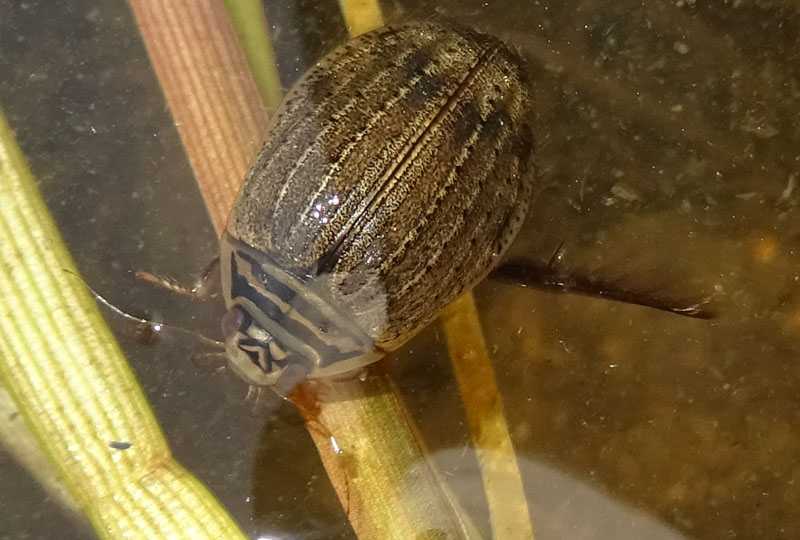 femm. di Acilius sulcatus - Dytiscidae